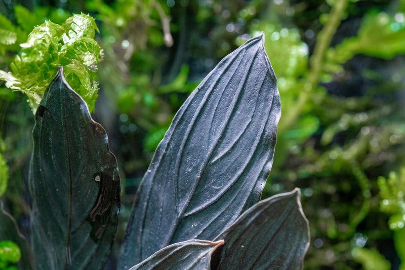 Bucephalandra Dark Skeleton King Bucephalandra - Buce Plant