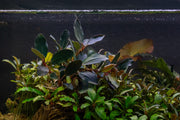 Bucephalandra Dark Sky Bucephalandra - Buce Plant