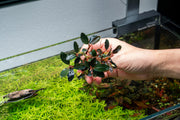 Bucephalandra Dark Sky Bucephalandra - Buce Plant