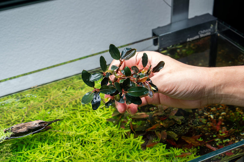Bucephalandra Dark Sky Bucephalandra - Buce Plant