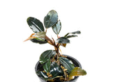 Bucephalandra Dark Sky Bucephalandra - Buce Plant
