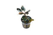 Bucephalandra Dark Sky Bucephalandra - Buce Plant