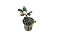 Bucephalandra Dark Sky