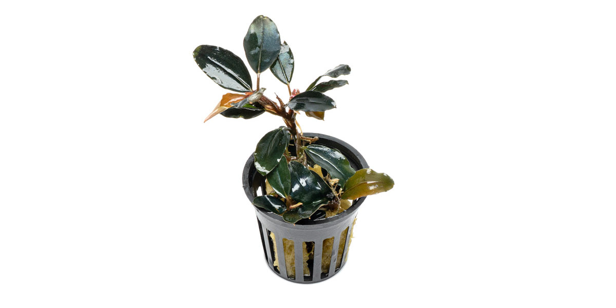Bucephalandra Dark Sky | Buce Plant