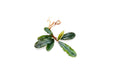 Bucephalandra Dark Velvet