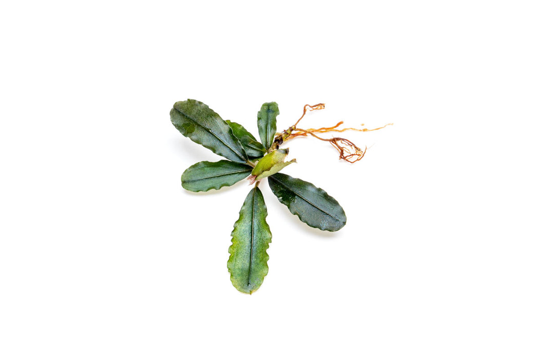 Bucephalandra Dark Velvet