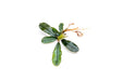 Bucephalandra Dark Velvet
