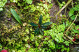 Bucephalandra Dark Velvet