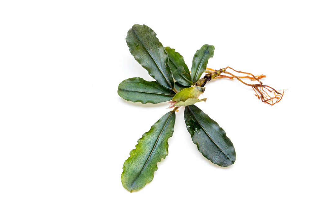 Bucephalandra Dark Velvet