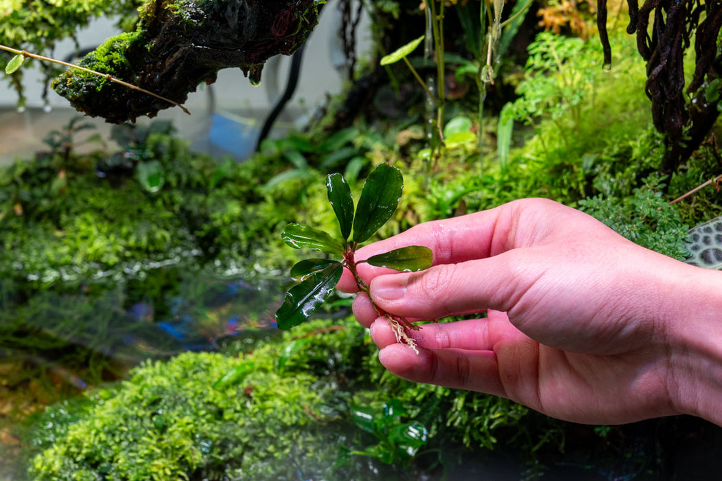 Bucephalandra Dark Velvet