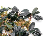 Bucephalandra Deep Purple