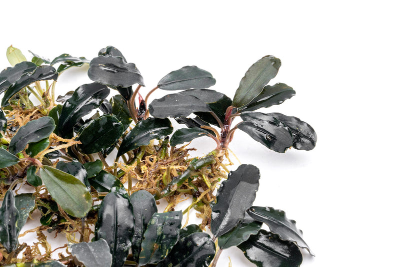 Bucephalandra Deep Purple