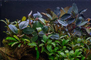 Bucephalandra Fairy Sparkle Bucephalandra - Buce Plant
