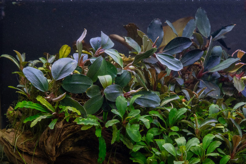Bucephalandra Fairy Sparkle Bucephalandra - Buce Plant