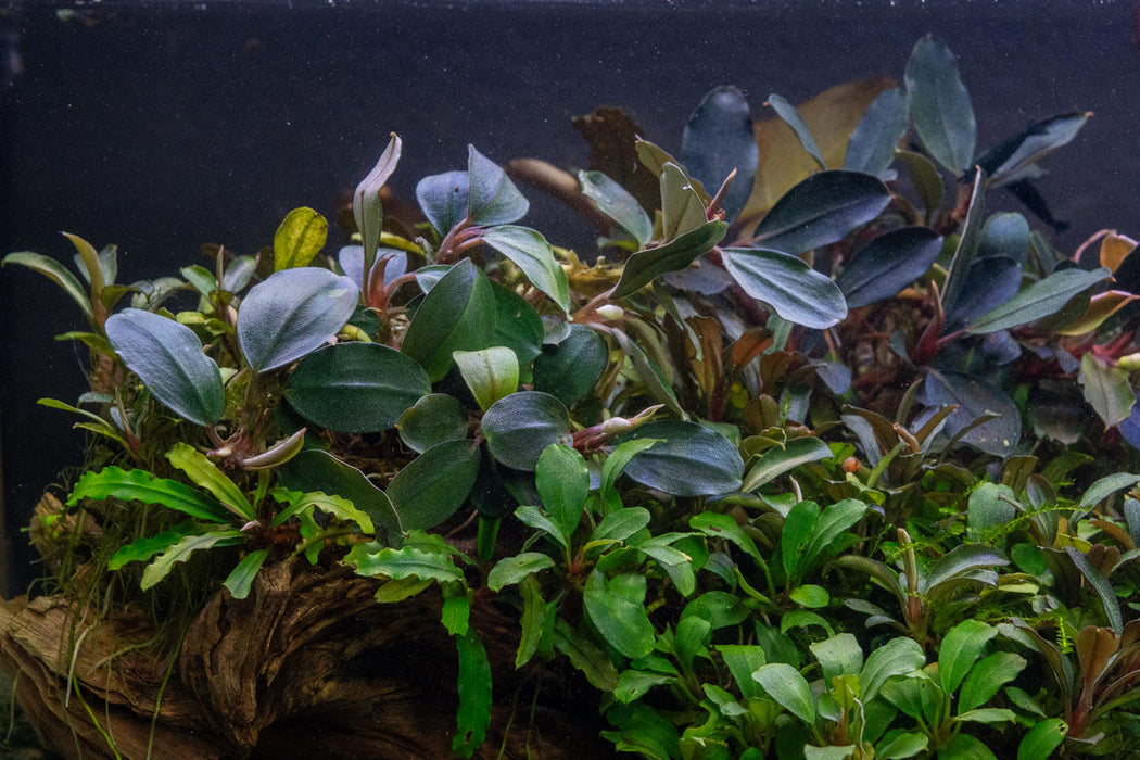 Bucephalandra Fairy Sparkle
