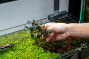 Bucephalandra Fairy Sparkle Bucephalandra - Buce Plant