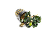 Bucephalandra Fairy Sparkle Bucephalandra - Buce Plant