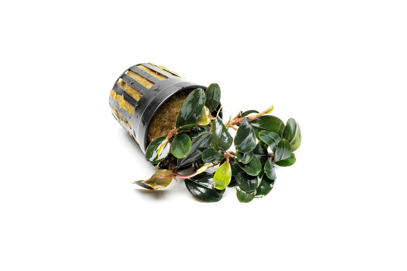 Bucephalandra Fairy Sparkle Bucephalandra - Buce Plant