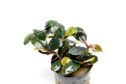 Bucephalandra Fairy Sparkle Bucephalandra - Buce Plant