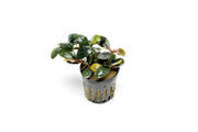 Bucephalandra Fairy Sparkle Bucephalandra - Buce Plant