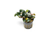 Bucephalandra Fairy Sparkle