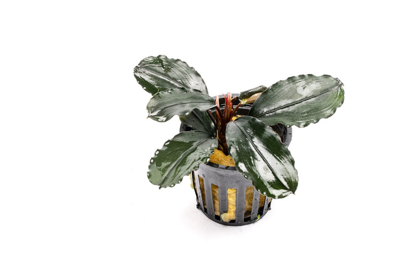 Bucephalandra Freya Bucephalandra - Buce Plant