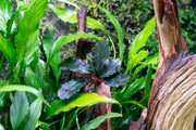Bucephalandra Freya Bucephalandra - Buce Plant