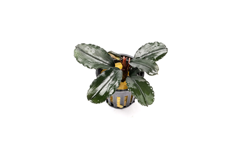 Bucephalandra Freya Aquarium Plant — Buce Plant