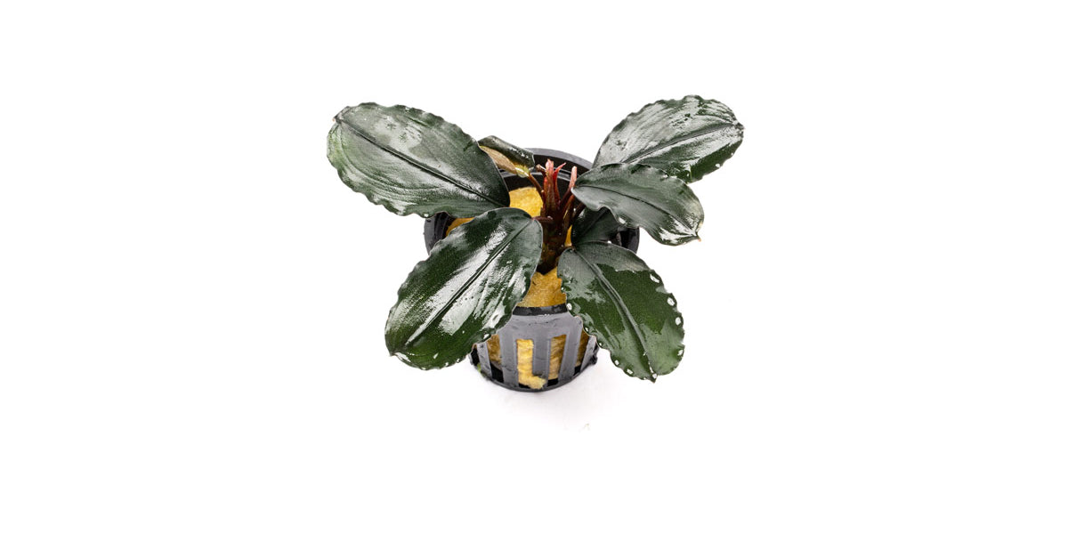 碧葉さんBUCEPHALANDRA Bucephalandra Freya Aquarium Plant — Buce Plant