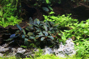 Bucephalandra Freya Bucephalandra - Buce Plant
