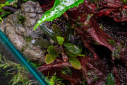 Bucephalandra Freya Bucephalandra - Buce Plant