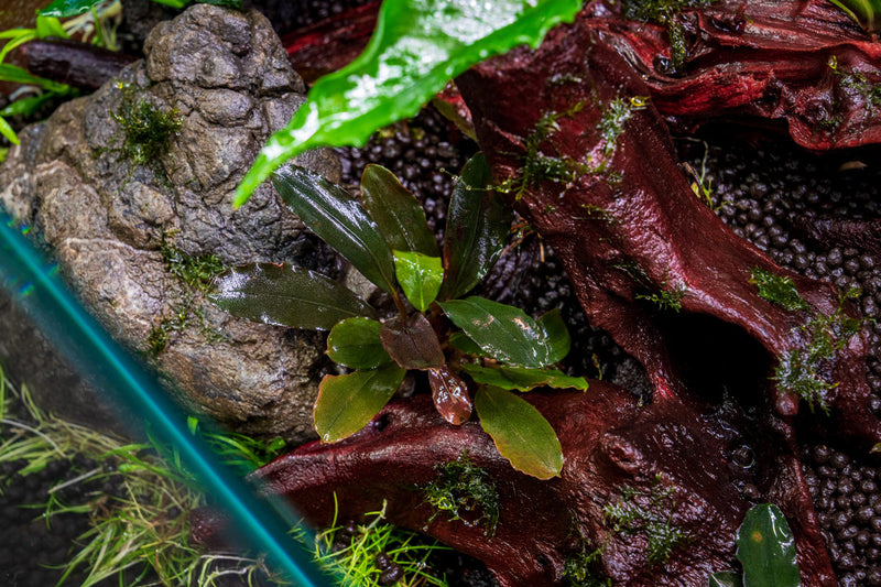 Bucephalandra Freya Bucephalandra - Buce Plant