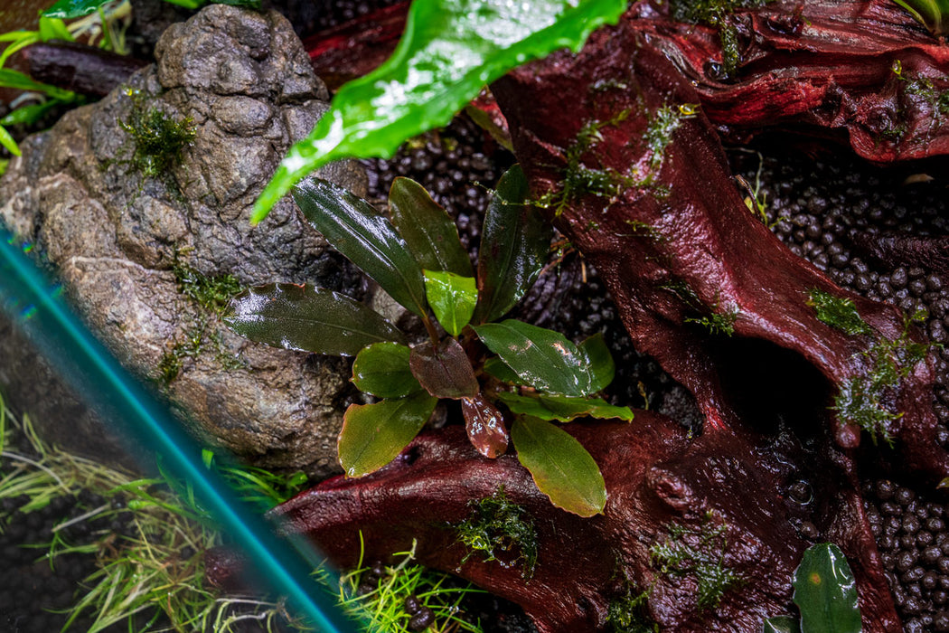 Healthy Bucephalandra Freya aquatic plant with vibrant green leaves and unique leaf patterns, ideal for freshwater aquariums.