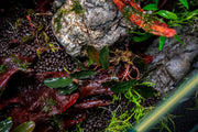 Bucephalandra Freya Bucephalandra - Buce Plant