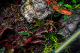 Healthy Bucephalandra Freya aquatic plant with vibrant green leaves, showcasing its unique leaf shape and lush growth.