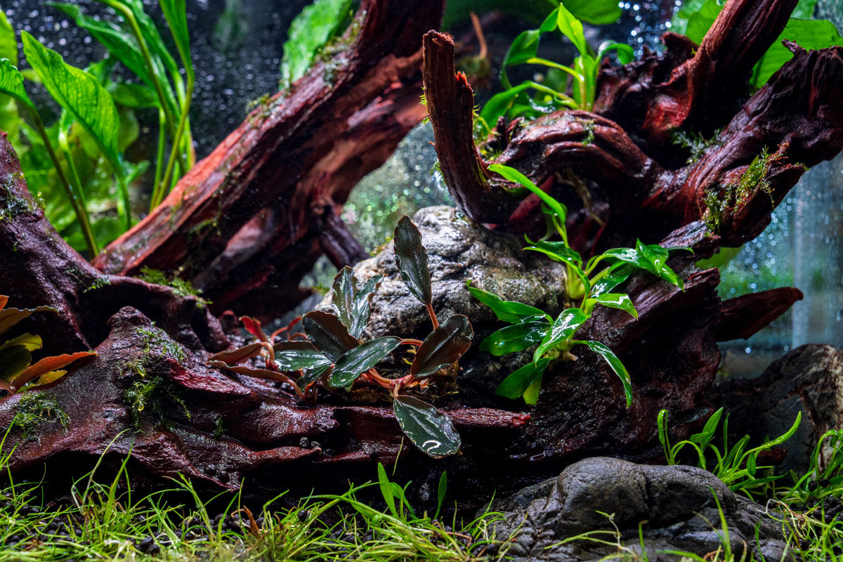 Bucephalandra Freya - Aquascaping Plant — Buce Plant