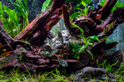 Bucephalandra Freya Bucephalandra - Buce Plant