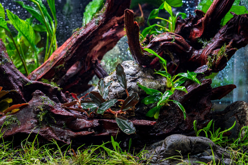 Bucephalandra Freya Bucephalandra - Buce Plant