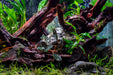 Healthy Bucephalandra Freya aquatic plant with vibrant green leaves, ideal for freshwater aquariums.