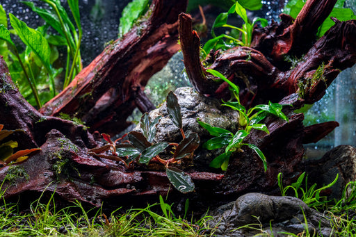 Bucephalandra Freya