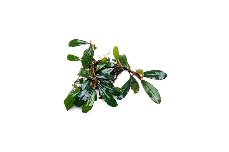 Bucephalandra Giant Motleyana Bucephalandra - Buce Plant