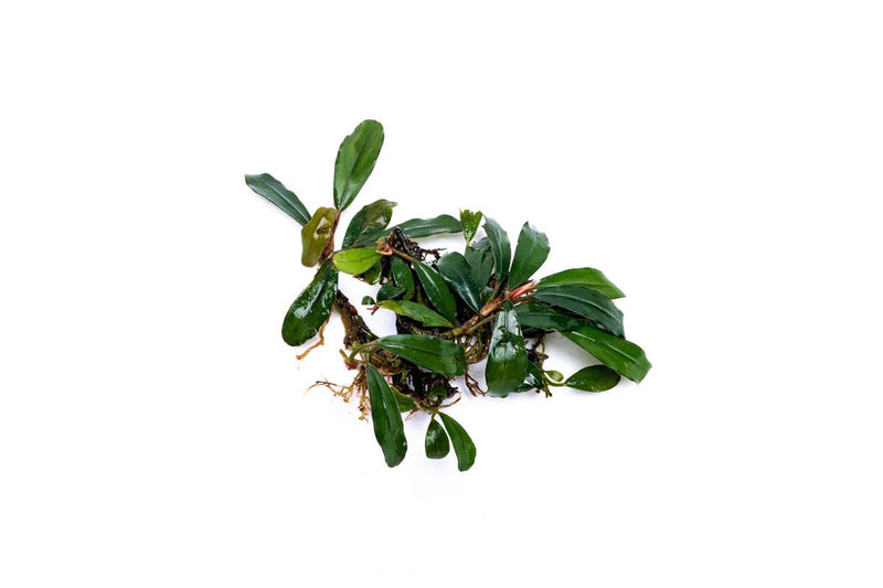 Bucephalandra Giant Motleyana Bucephalandra - Buce Plant