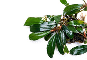Bucephalandra Giant Motleyana Bucephalandra - Buce Plant