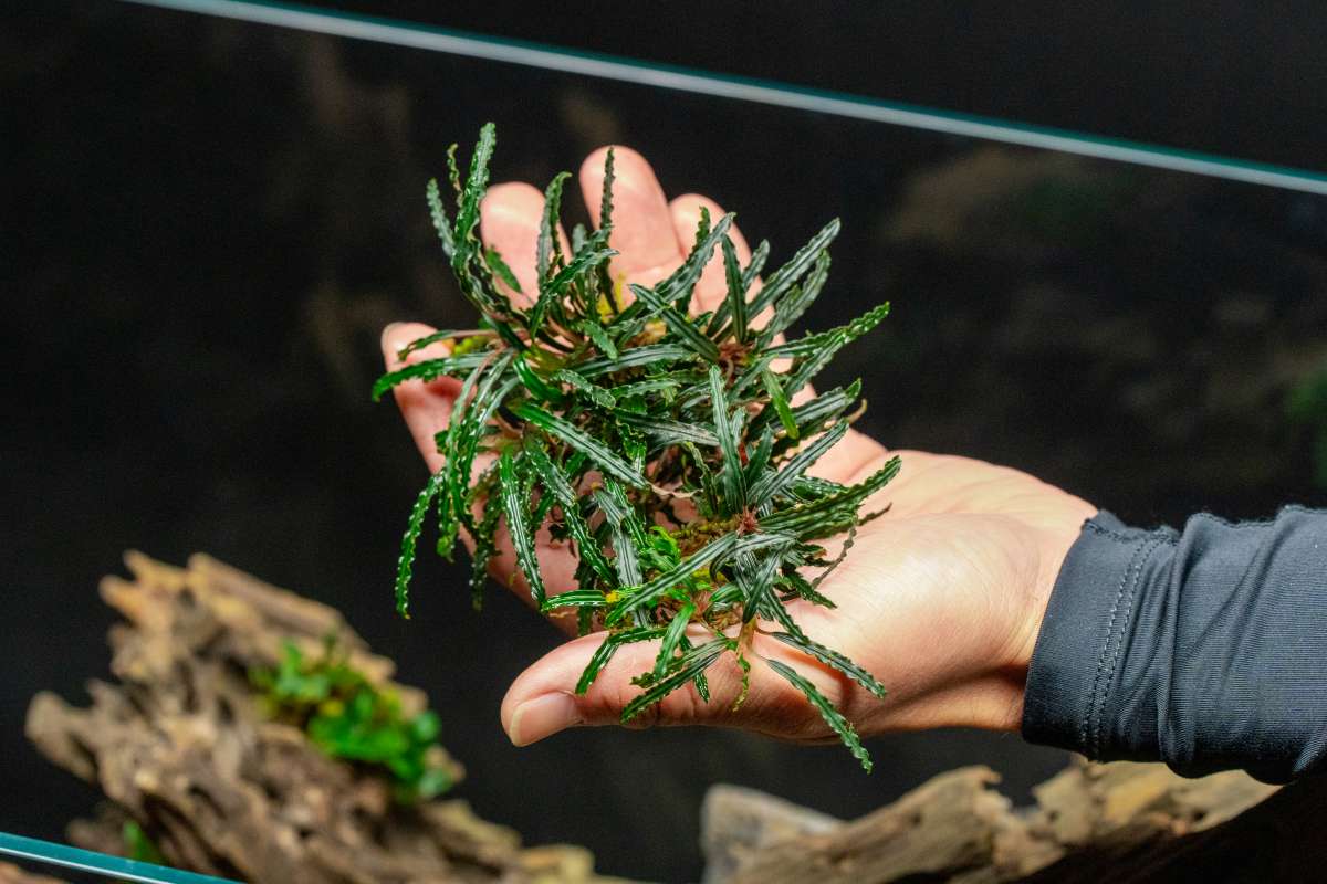 Bucephalandra Godzilla (Farmed) - Aquascaping Plant — Buce Plant