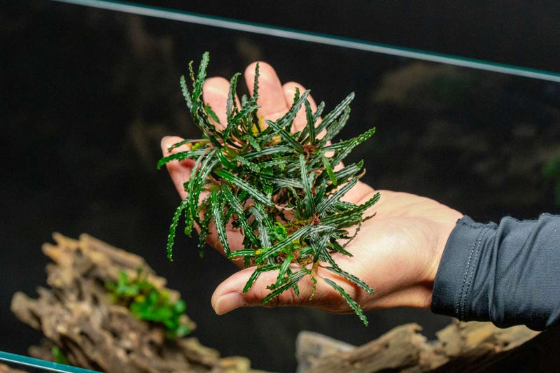 Bucephalandra Godzilla (Farmed) Bucephalandra - Buce Plant