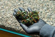 Bucephalandra Godzilla on Lava Stone (Farmed) Bucephalandra - Buce Plant