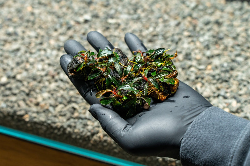 Bucephalandra Godzilla on Lava Stone (Farmed) Bucephalandra - Buce Plant