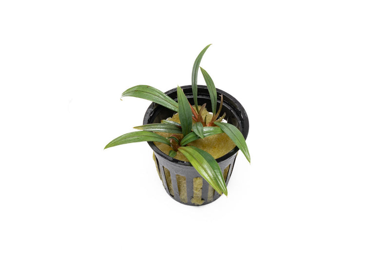 Bucephalandra Goliath Bucephalandra - Buce Plant