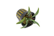 Bucephalandra Goliath Bucephalandra - Buce Plant