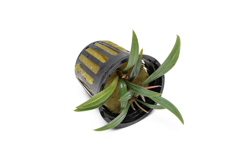 Bucephalandra Goliath Bucephalandra - Buce Plant